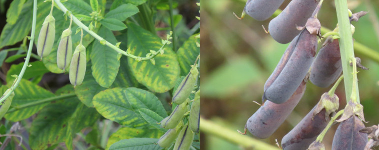 [Two images spliced together. On the left are fat elogated all green pods hanging from a branche. Each pod has a dark vertical stripe the length of the pod. On the right are all purple pods extending from a branch. ]